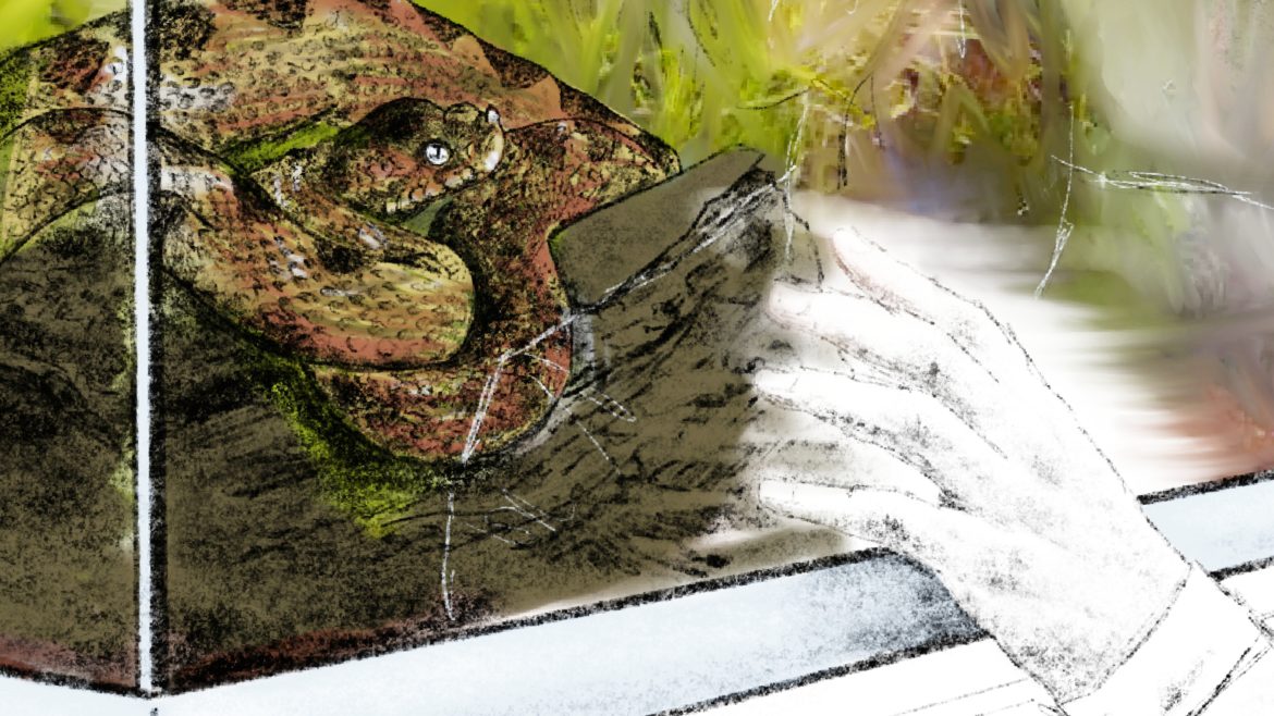 Automatisches Verhalten (Verhaltensmuster) bei Angst dargestellt am Beispiel von Darwin und seinem Verhaltensexperiment mit einer Puffotter. Die Skizze zeigt Darwin (rechts) und ein Terrarium (links) in dem sich eine Schlange befindet. Darwin hält die Hand an die Glasscheibe. Zeichnung mit Bleistift, das Terrarium auch in Farbe. Grün, beige.