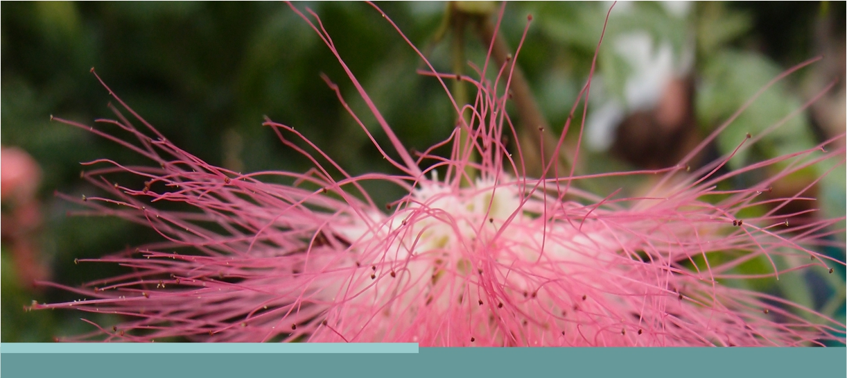 Titelbild der Seite "Intervision" (für die neue Intervisionsgruppe für Kunsttherapeuten_innen) es zeigt eine rosa Mimosenblüte als Makroaufnahme. Foto und zwei türkise Balken unten am Bildrand.Der Hintergrund ist verschwommen, dunkle Grüntöne.